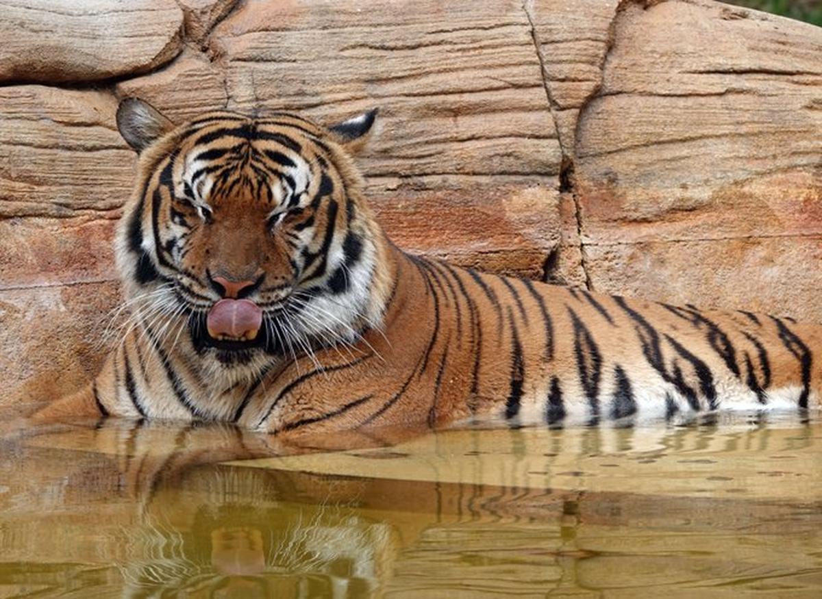 El tigre malayo Eko, de 8 años de edad, vivía en el zoológico de Naples desde 2020.