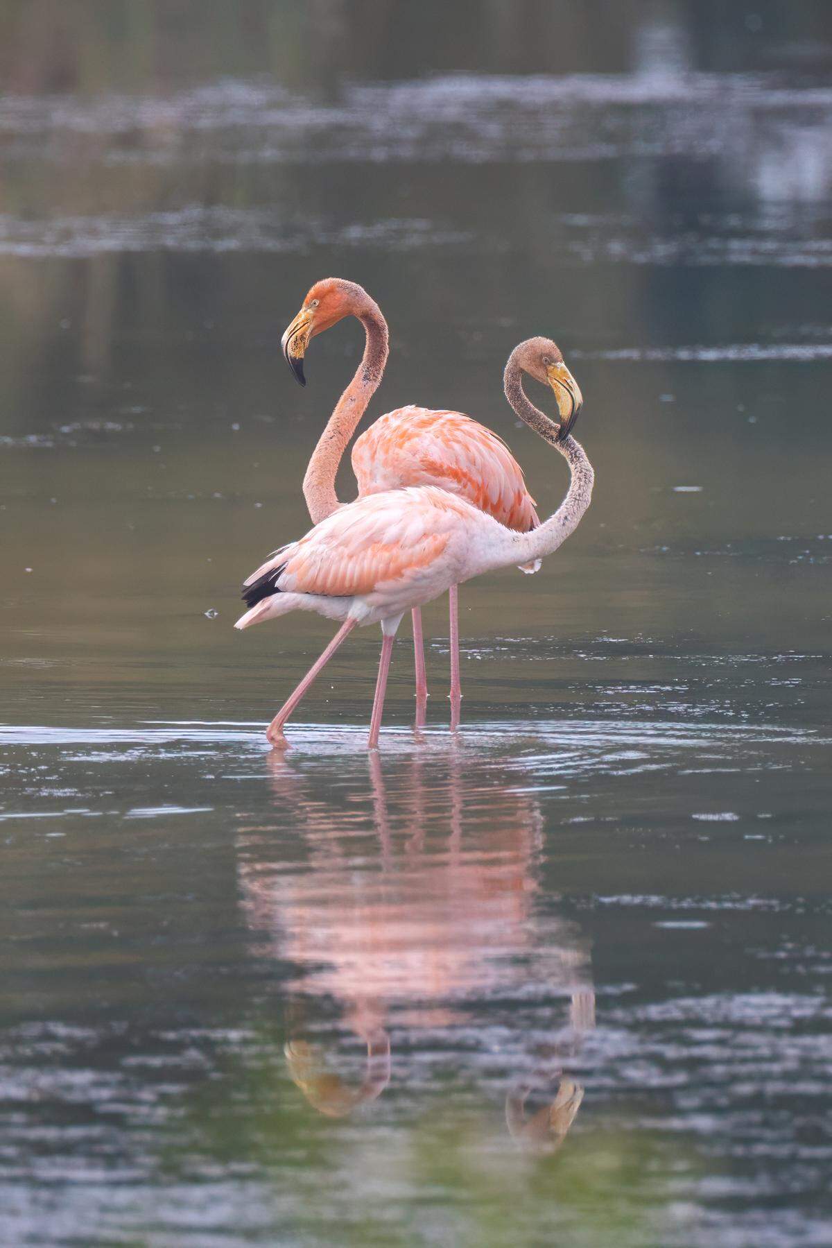 El huracán Idalia desplazó a bandadas de flamencos americanos desde la península de Yucatán en México a través de al menos 13 estados de Estados Unidos.