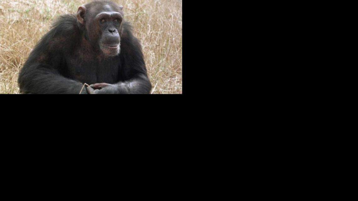 Foto de archivo de un chimpancé. EFE