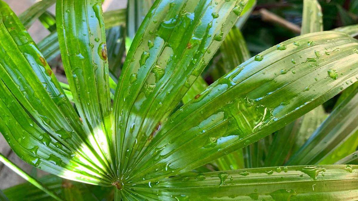 ¿Ese pequeño aguacero que espolvoreó las plantas de su jardín con gotas de lluvia el sábado por la mañana, 8 de abril de 2023, en Miami? Llámalo un adelanto de una semana húmeda por delante, dice el Servicio Meteorológico Nacional en Miami y los meteorólogos locales.