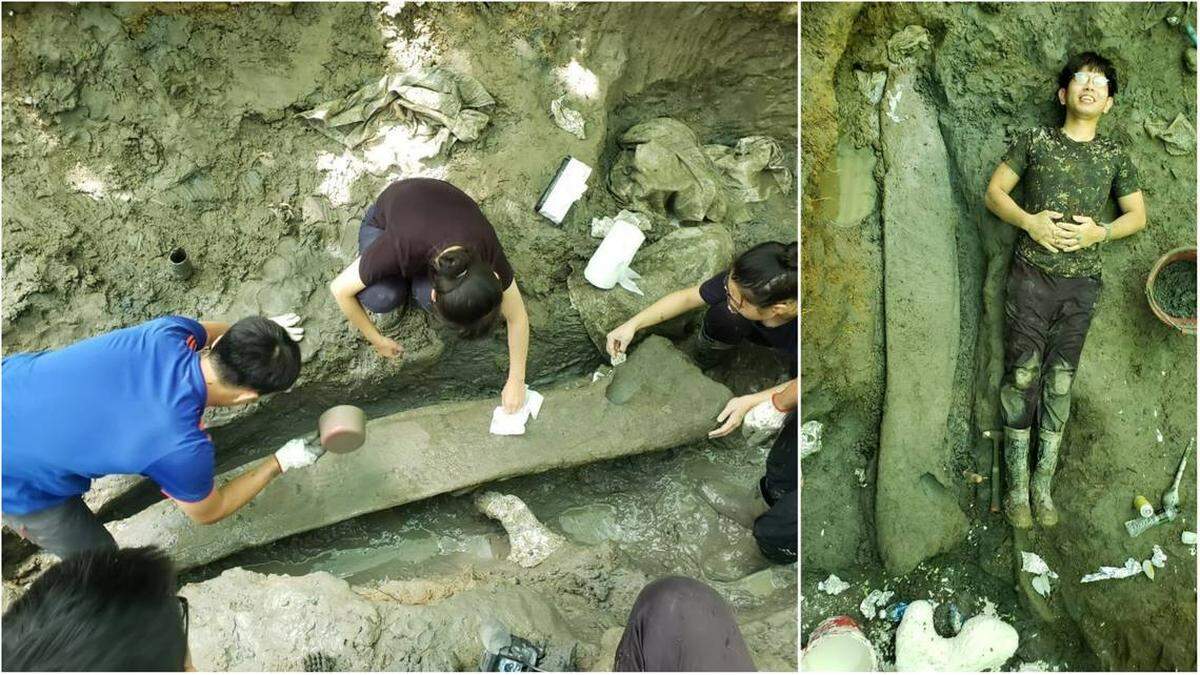Izquierda: El equipo excavando la mandíbula de la ballena. Derecha: Un estudiante acostado junto a la mandíbula para mostrar su gran tamaño. Fotos de la Universidad Nacional Cheng Kung