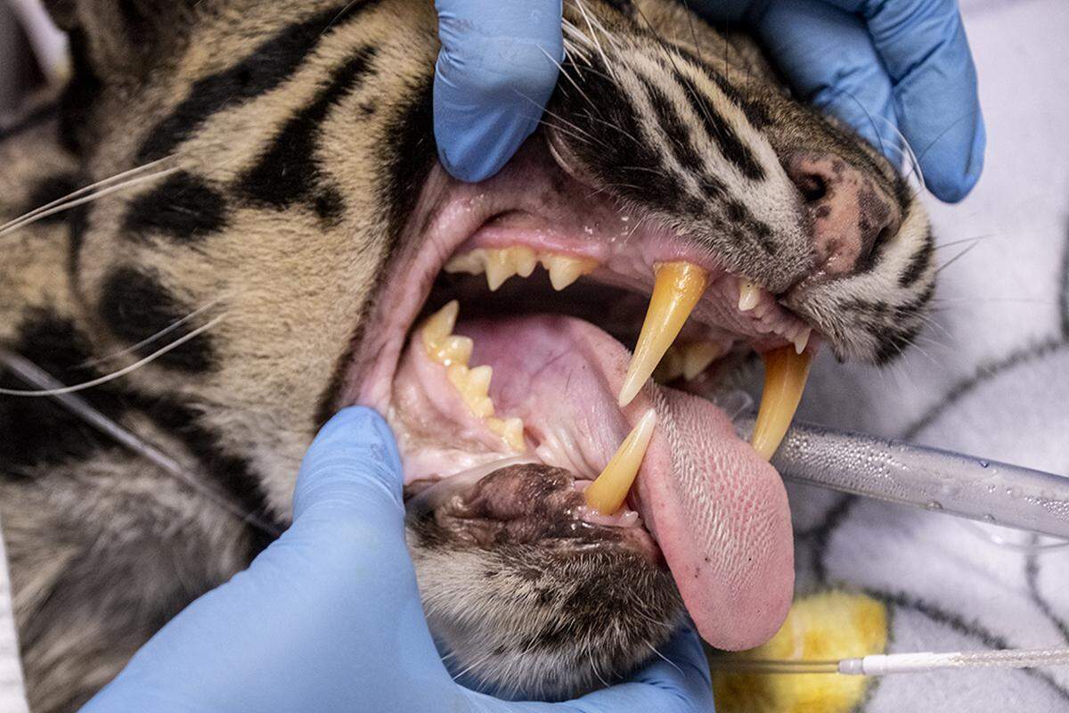 Durante los exámenes se observó tejido inflamatorio en la boca y la garganta del leopardo, peor en general se encuentra en buenas condiciones, dijeron los veterinarios de Zoo Miami.
