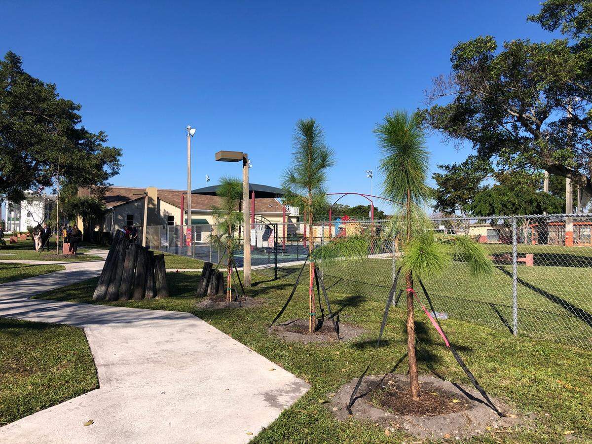Hialeah planta 32 árboles en los alrededores del parque Babcock en un plan para reforestar la ciudad, una de las municipalidades que menos el menor porcentaje de copa de los árboles urbanos existentes (EUTC) junto con Medley y Opa-Locka