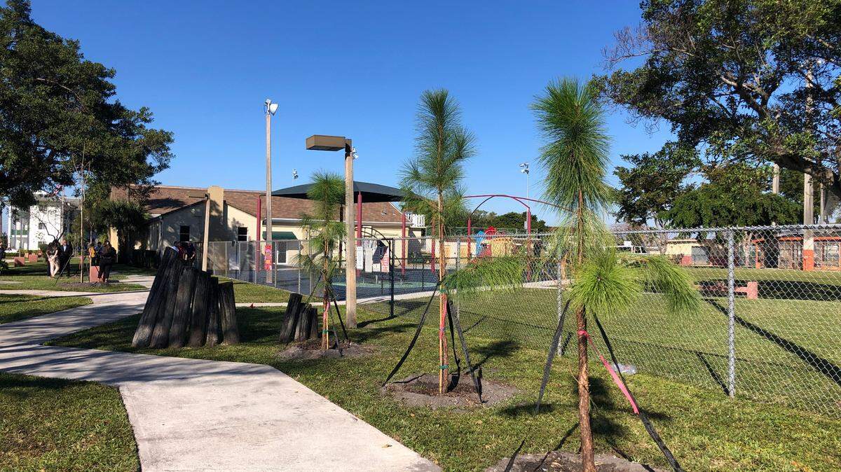 Hialeah planta 32 árboles en los alrededores del parque Babcock en un plan para reforestar la ciudad, una de las municipalidades con el menor porcentaje de copa de los árboles urbanos existentes (EUTC) junto con Medley y Opa-Locka