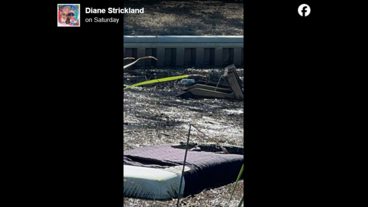 Cuelgan en Facebook la fotografía de un caimán de la Florida descansando en un colchón que convirtió en escombro el huracán 
Helene y las bromas no paran. 