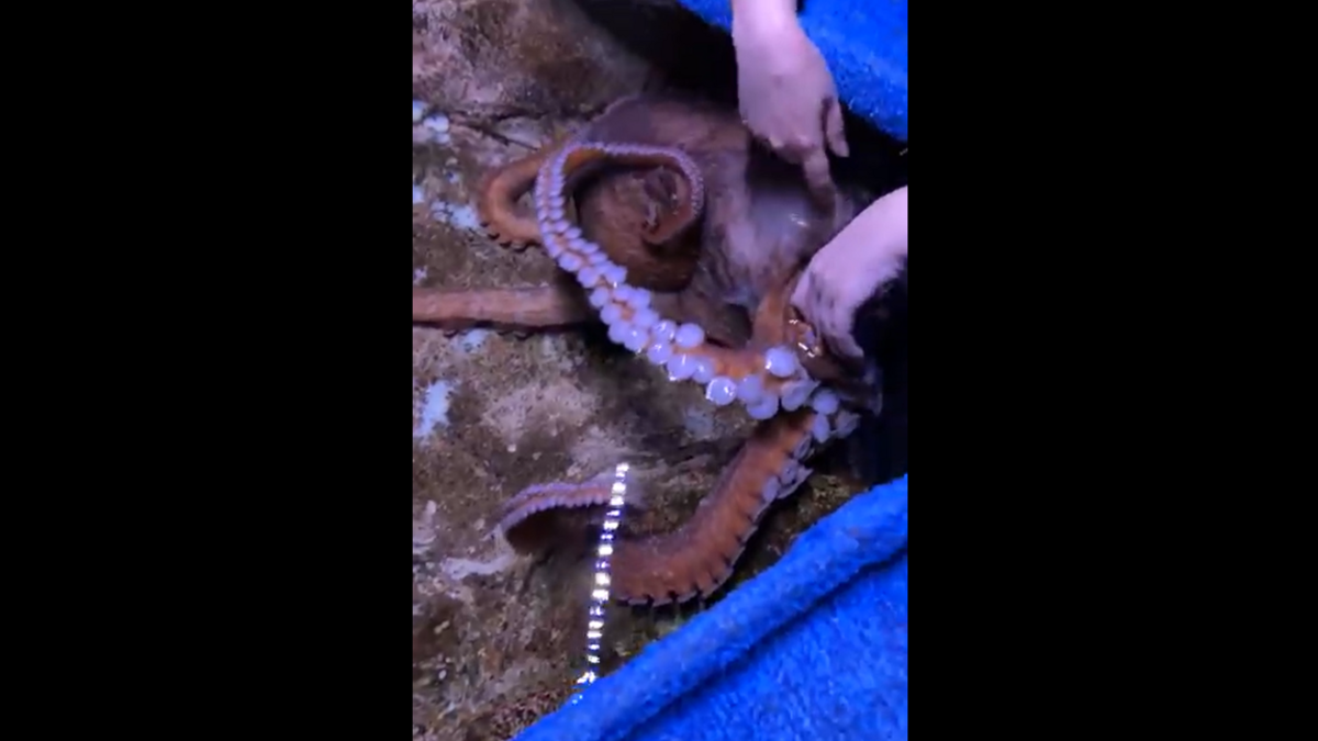 Tako, un pulpo hembra, ha estado en el Acuario OdySea en Scottsdale en Arizona desde el 2 de septiembre de 2020.