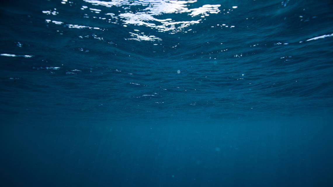 Scientists caught a “transparent” sea creature with horn-like appendages off of Mexico and discovered a new species, a study said.