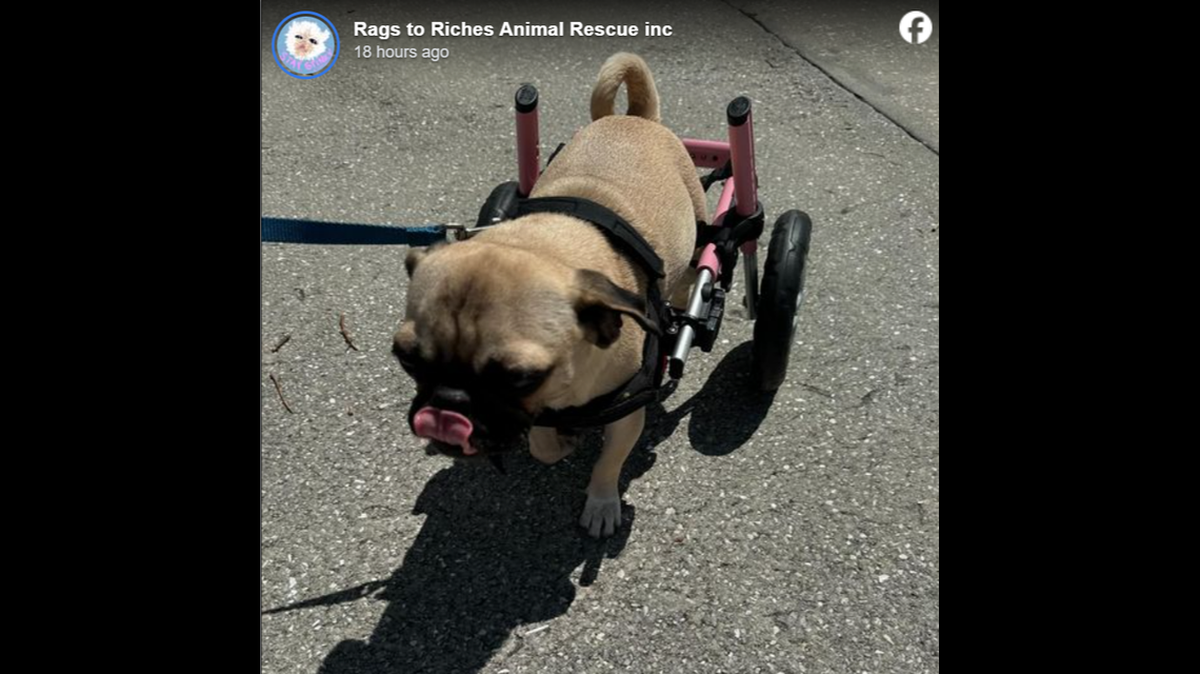 Una mujer saca una pistola cuando refugio de Tampa no la deja adoptar a una perra.