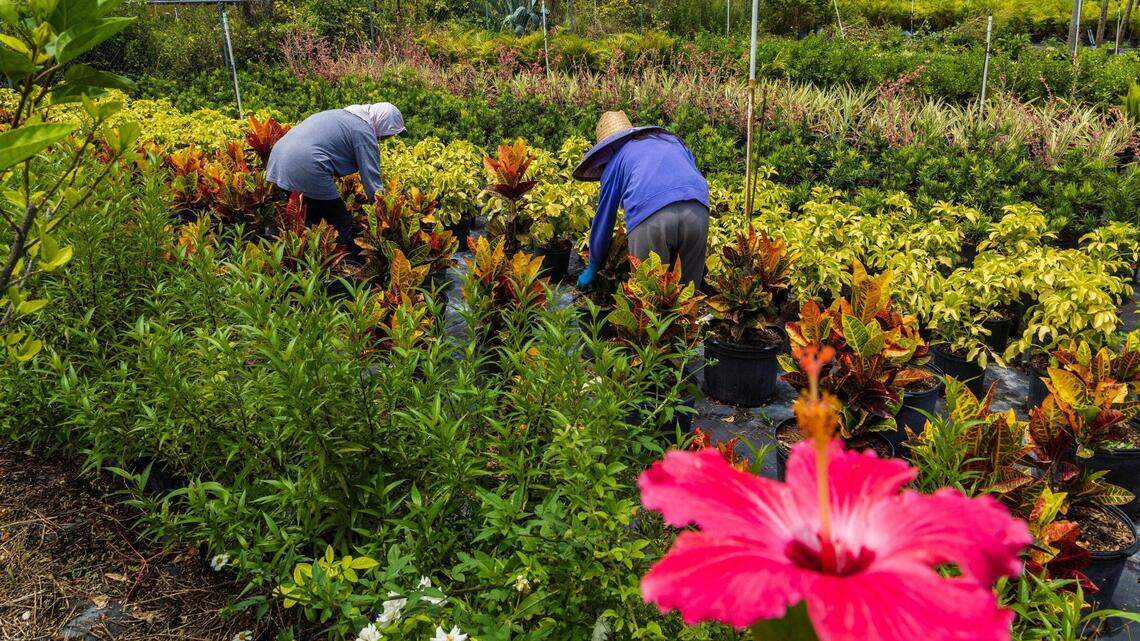 Florida debe implementar políticas para proteger a trabajadores del calor extremo