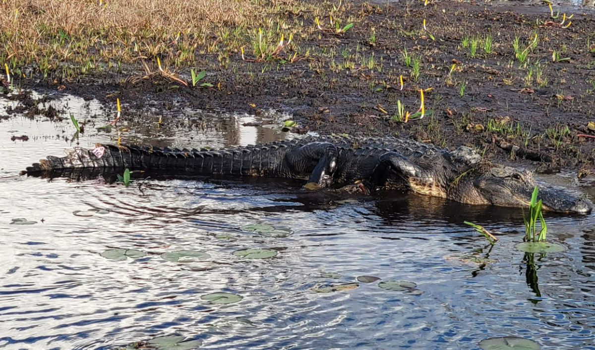 BEN, el caimán, llevó un dispositivo de rastreo satelital en su espalda durante dos años, lo que permitió a los investigadores en Georgia conocer cada uno de sus movimientos en el Refugio Nacional de Vida Silvestre Okefenokee. Foto del Laboratorio de Ecología Costera de la UGA.