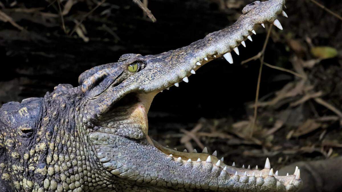 Cocodrilo de cerca