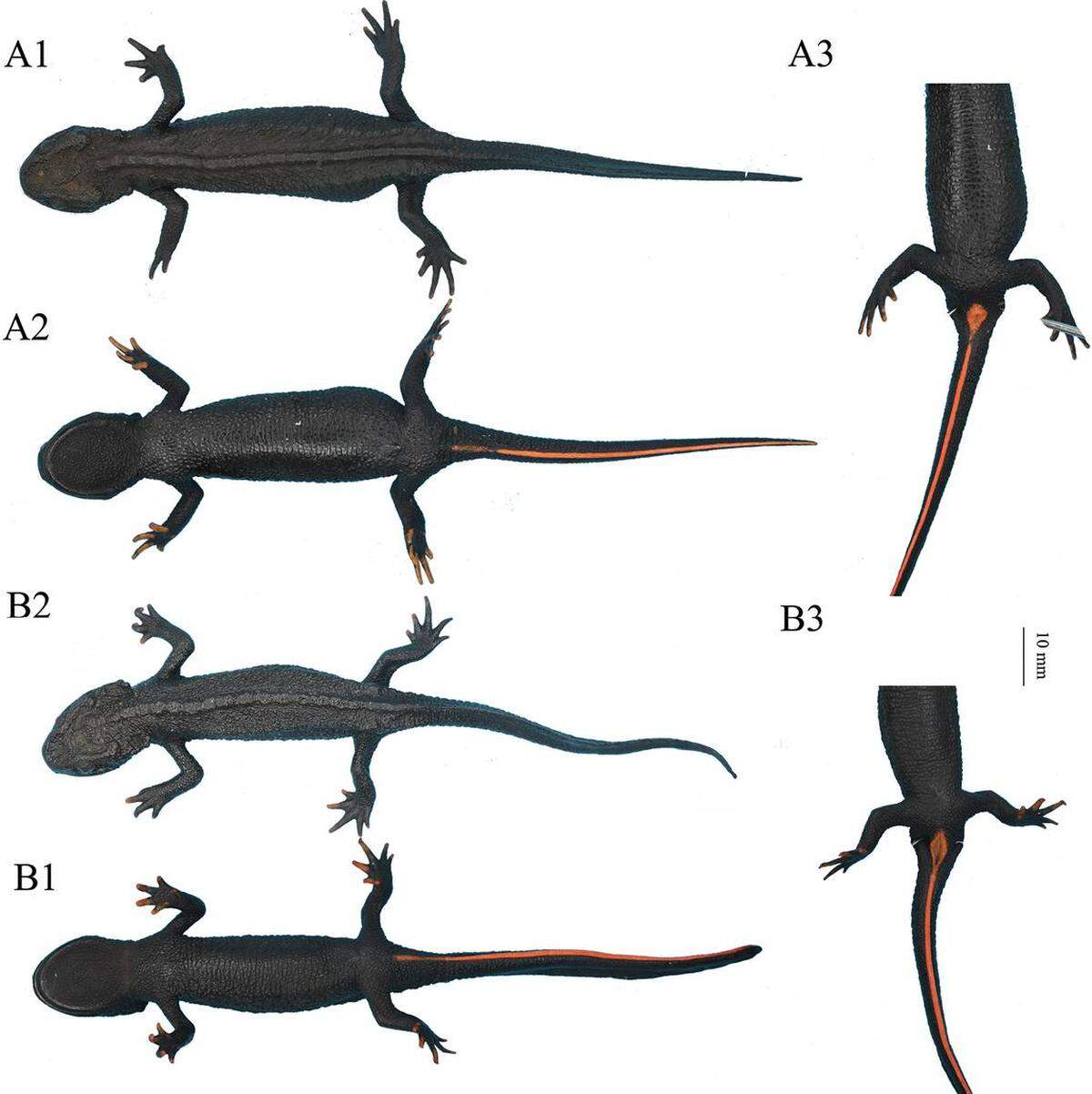 Varios tylototriton gaowangjienensis, o tritón cocodrilo Gaowangjie.