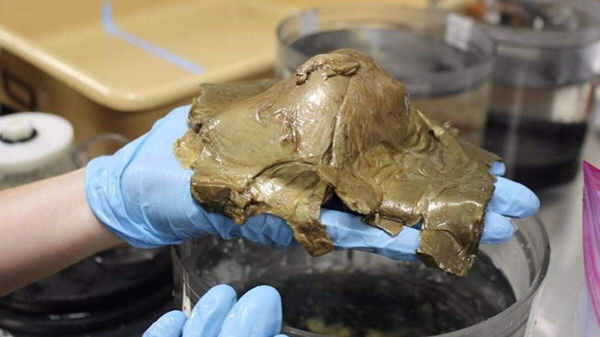 Una expedición marítima en el Golfo de Alaska ha recogido a 3.000 metros de profundidad una criatura de color dorado que no encaja en ninguna descripción conocida para un ser vivo.