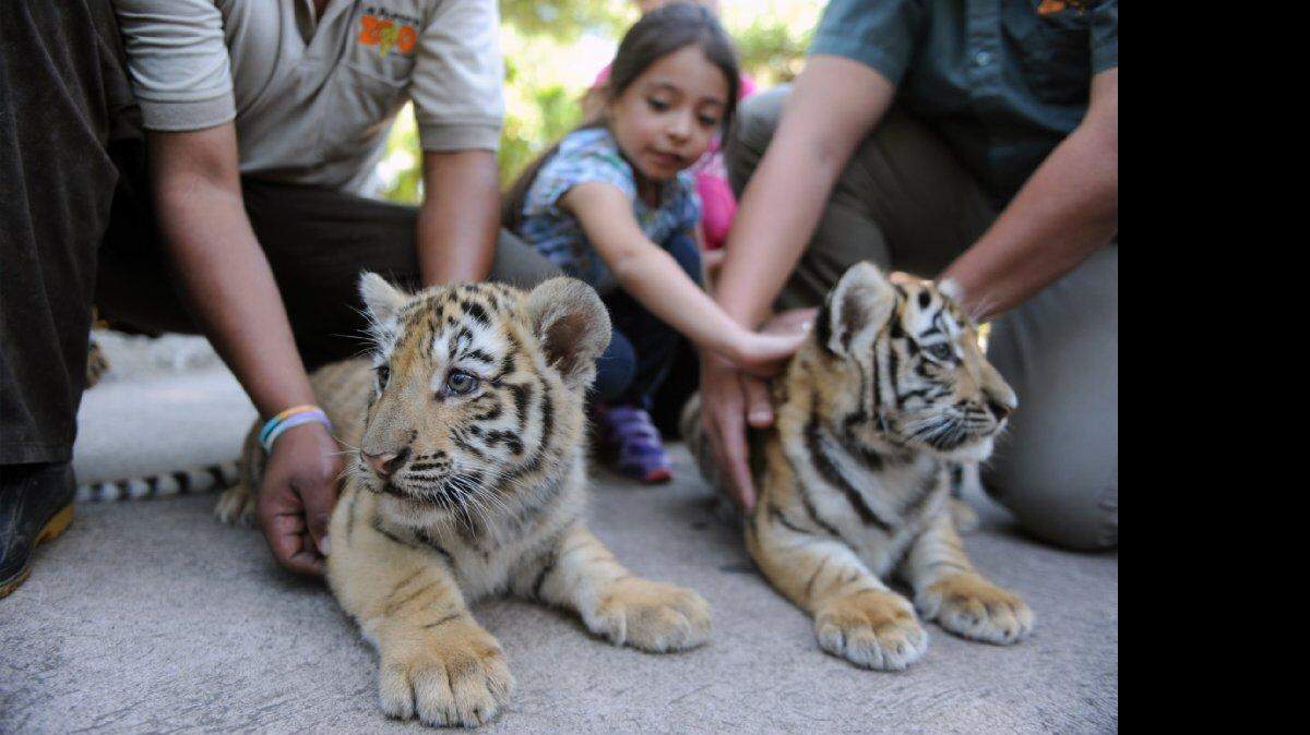 Dos de los tres tigres de bengala nacieron en cautiverio en Guatemala. 