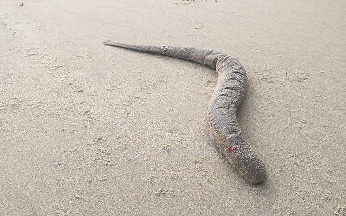 Encuentran una lamprea marina, un antiguo pez del Atlántico en una playa de Holanda.