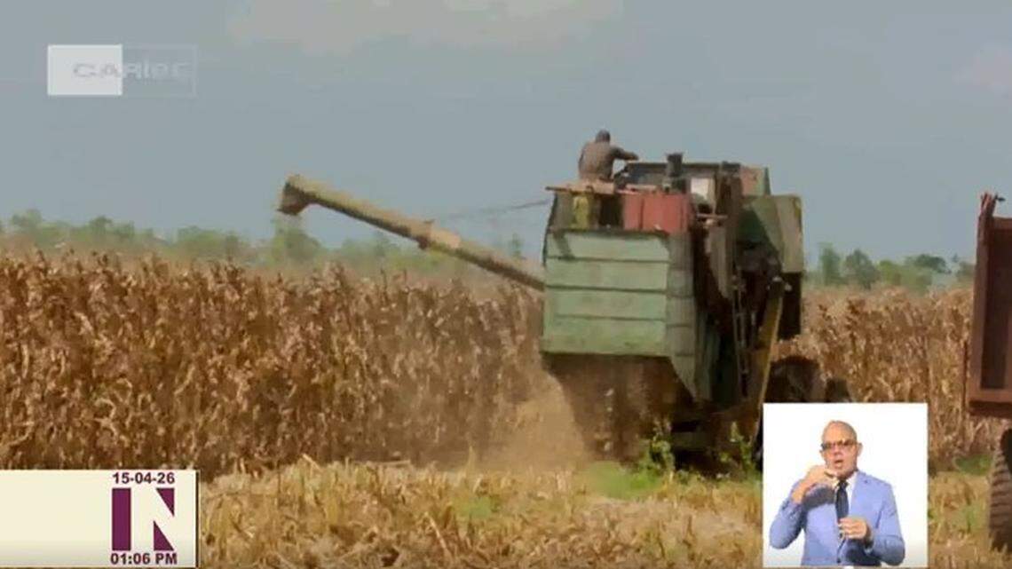 El gobierno cubano tiene un ambicioso plan de cultivo de “maíz híbrido” cuya meta espera cumplir en 10 años.