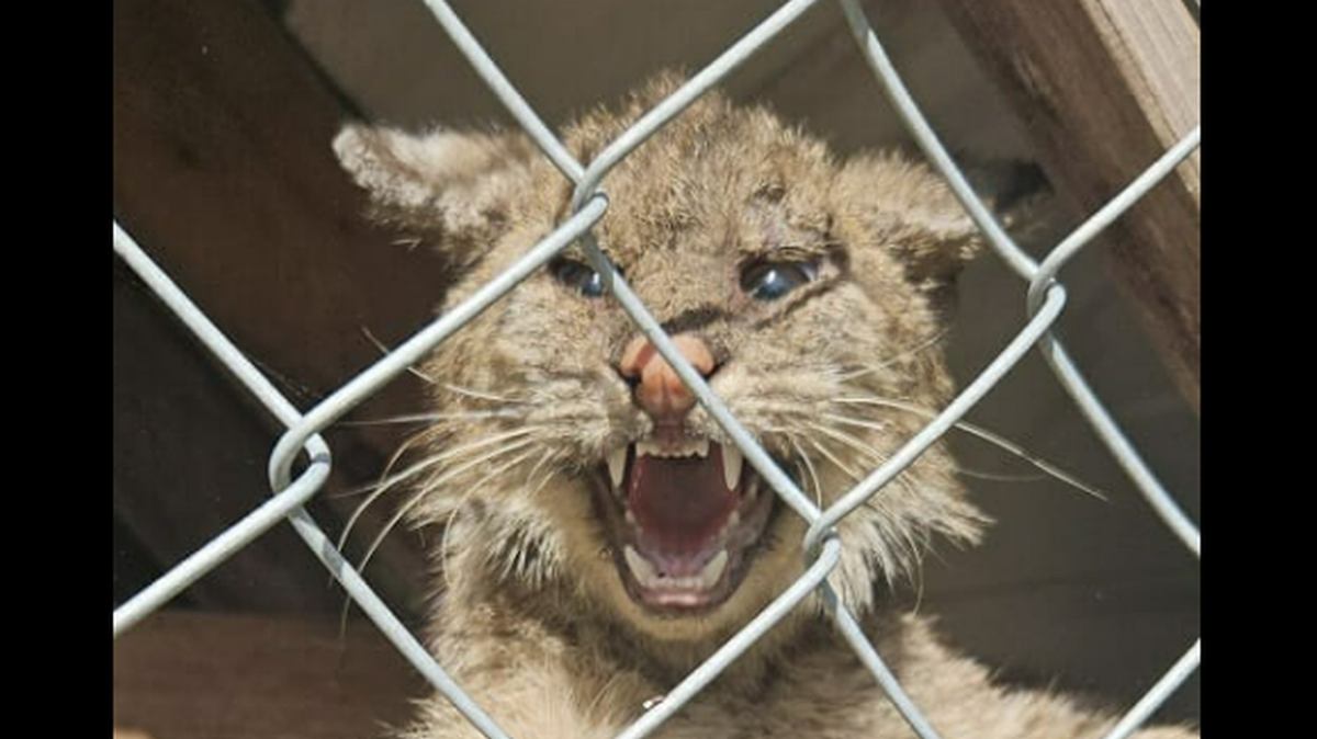 El lince pesaba solo 7.5 libras, cuando el peso promedio de estos animales es entre 13 y 35 libras, de acuerdo con los expertos.