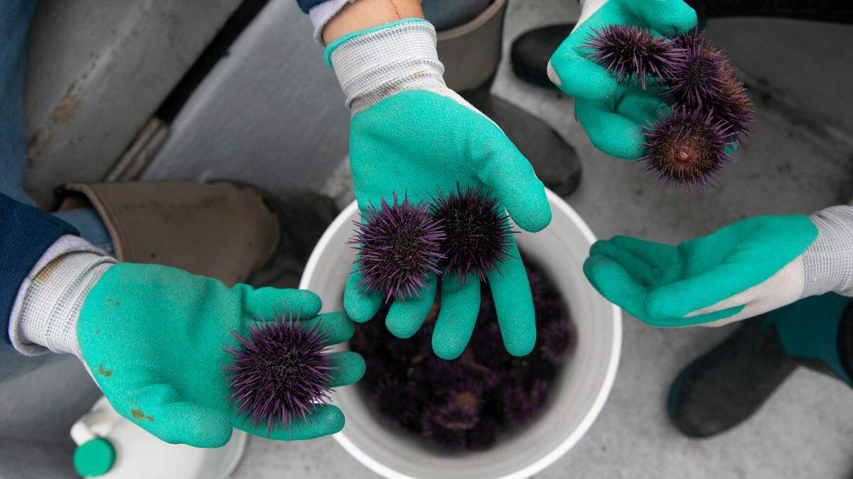 El cambio climático ayudó a detonar que el tamaño de la población de erizos de mar en la costa del norte de California se multiplicara por 60. Estas criaturas, desbocadas en un frenesí de alimentación, devoraron las algas marinas.