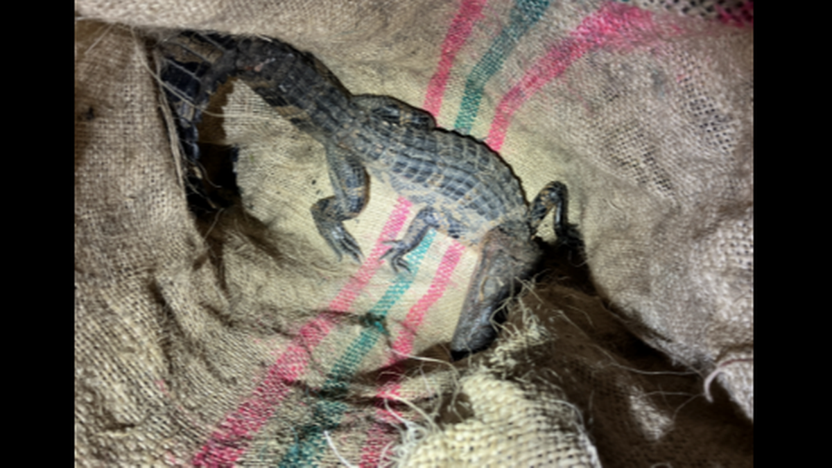 “El cocodrilo estaba oculto en la parte trasera del vehículo en una bolsa de yute”, dijeron agentes de la FWC.