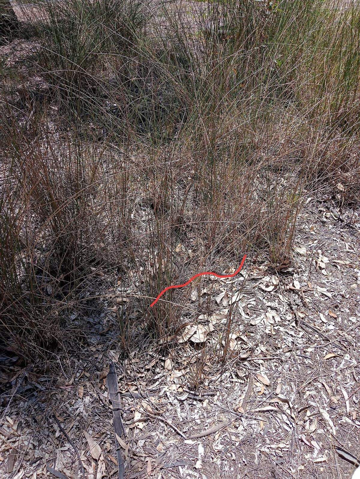 La línea roja muestra dónde estaba escondida la serpiente.
