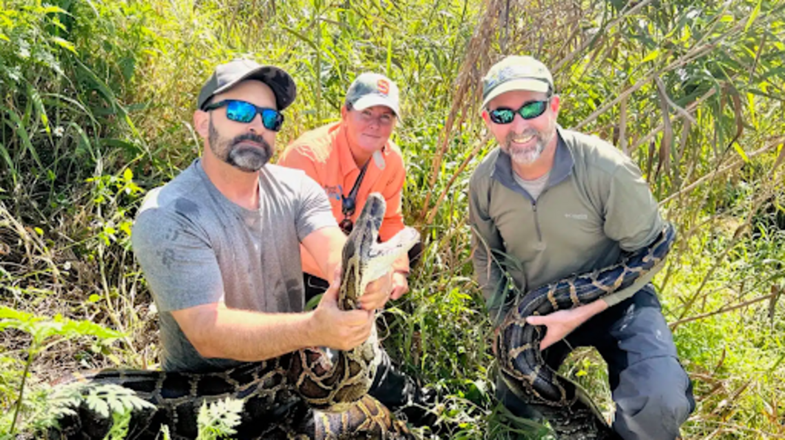 Macho ‘explorador’ ayuda a capturar a gigantesca pitón hembra en un canal de Florida