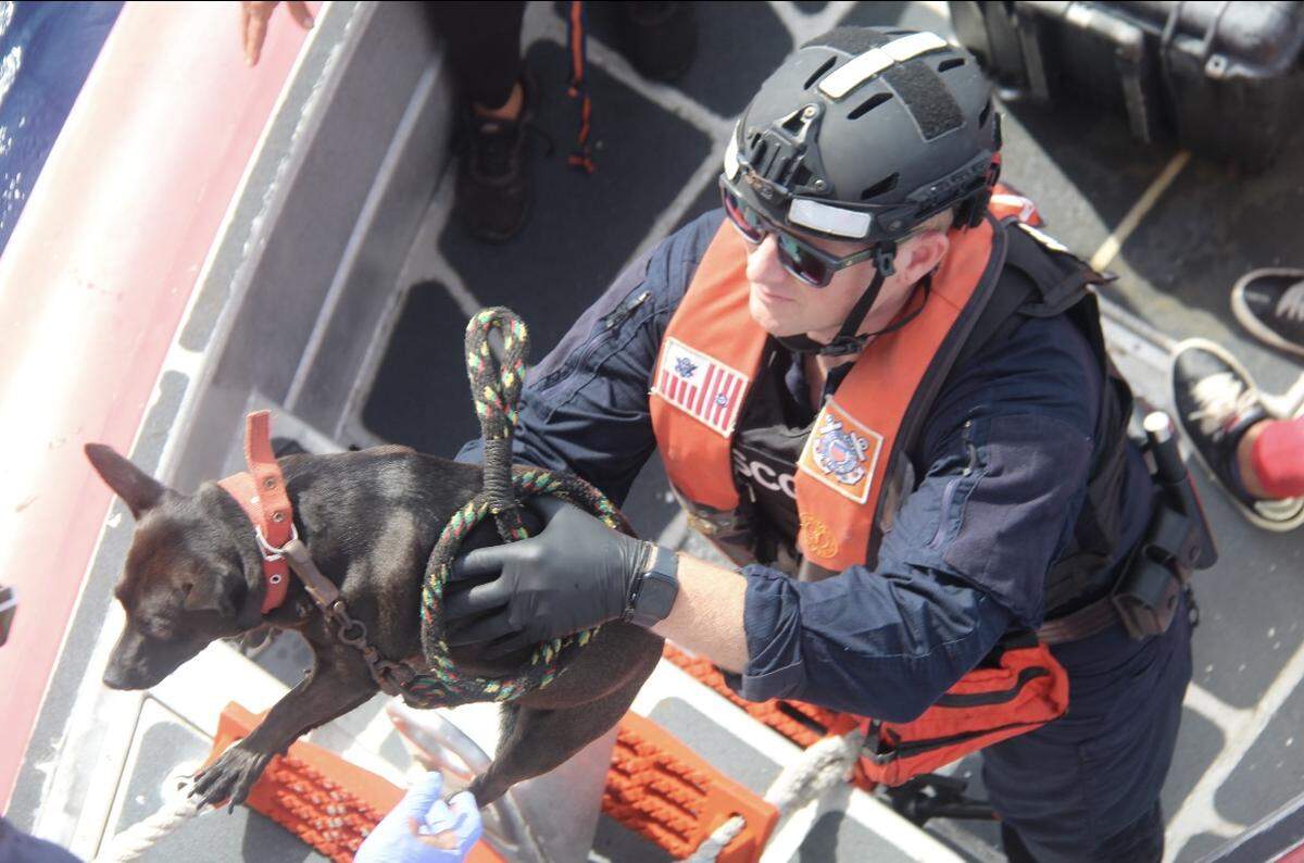 Uno de los dos perros que los guardacostas de EEUU repatriaron a Cuba el 8 de enero de 2025.