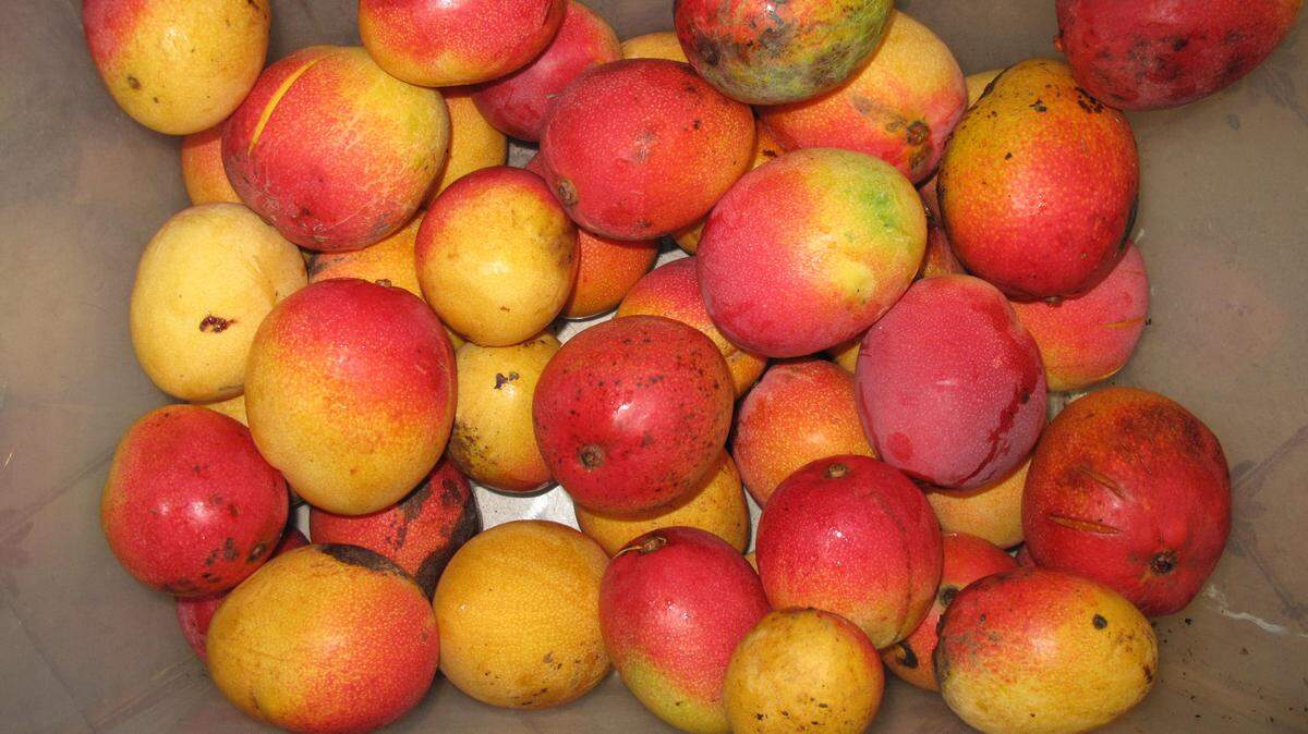 El Festival del Mango 2018 en el Fairchild Tropical Botanic Garden(FTBG), el 14 y 15 de julio de este año, está dedicado al mango de Haití.