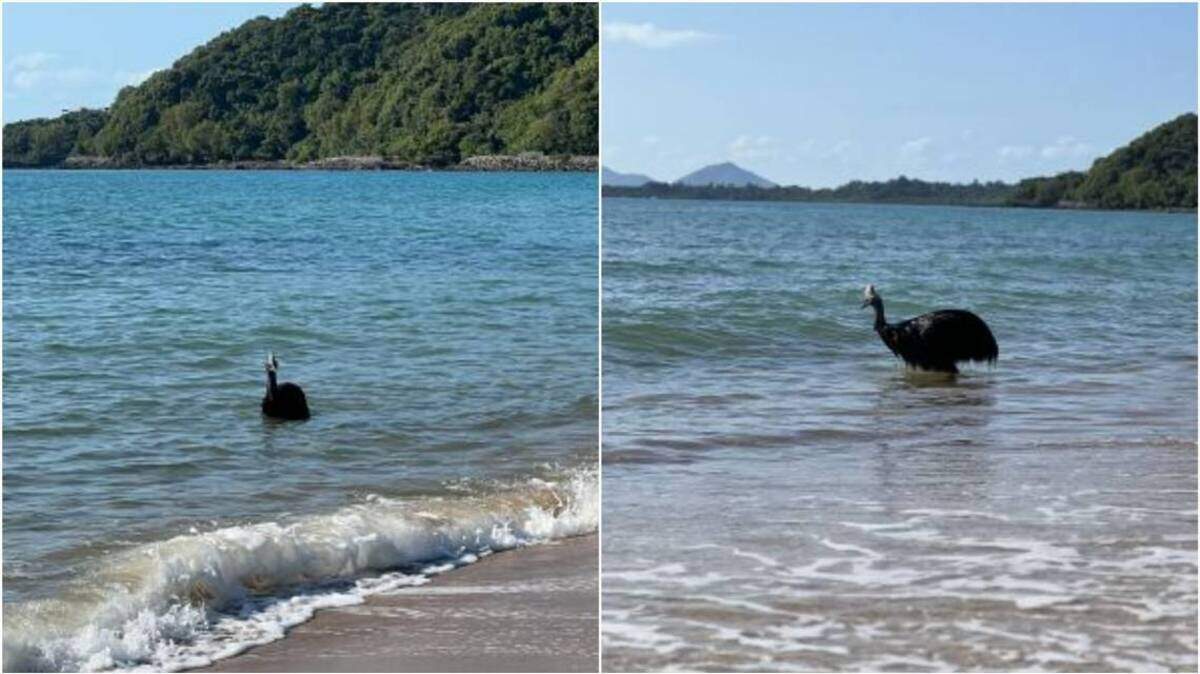 Bañistas estupefactos ven salir del mar a una casuarius joven, considerada ‘el ave más peligrosa del mundo’, muestra un video tomado en un campamento de Queensland, Australia.