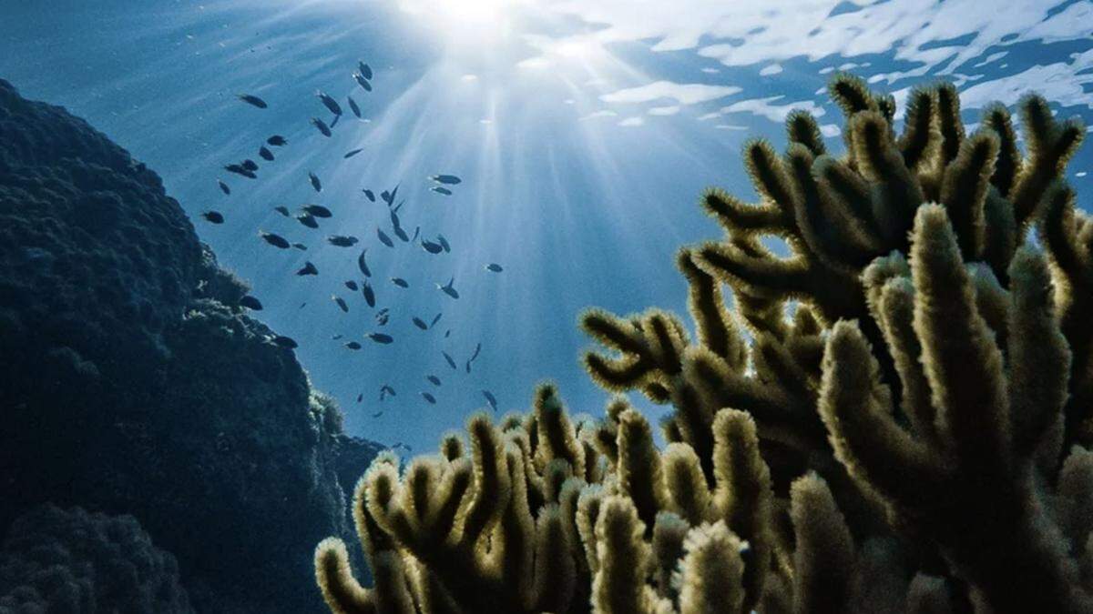 En Bocas del Toro, sobre la costa caribeña de Panamá, La Coralina Island House propone una experiencia que combina mar, terapias ancestrales, alimentación saludable, prácticas de yoga y contacto directo con una naturaleza vibrante que transforma desde adentro.