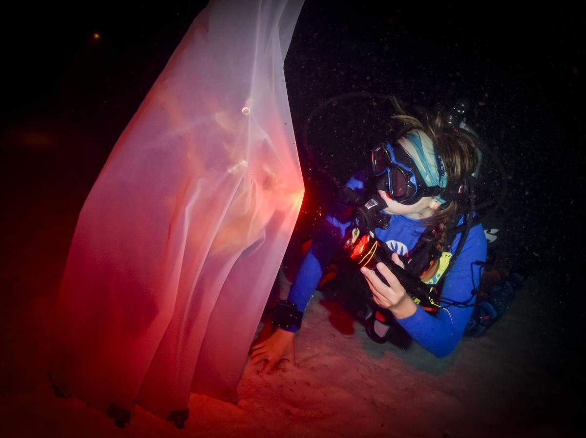 Un científico revisa un coral cuerno de ciervo para monitorear el desove, donde apunta su linterna, durante el evento anual de desove de coral el martes 12 de agosto de 2025, en Spawning Alley, un vivero administrado por la Coral Restoration Foundation cerca de Key Largo, Fla. Los paquetes de huevo y esperma se dirigen hacia la parte superior del pólipo para ser liberados en la columna de agua para el apareamiento, también llamado desove.