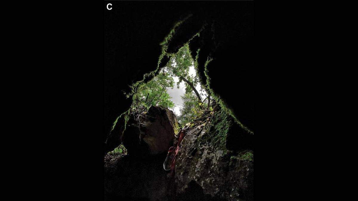 Un equipo de científicos encuentra en una caverna en el este de Serbia una “gran” criatura que se arrastraba sobre una piedra húmeda. Había descubierto una nueva especie.