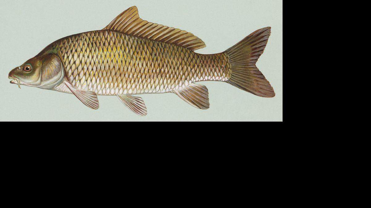 Carpa común. 