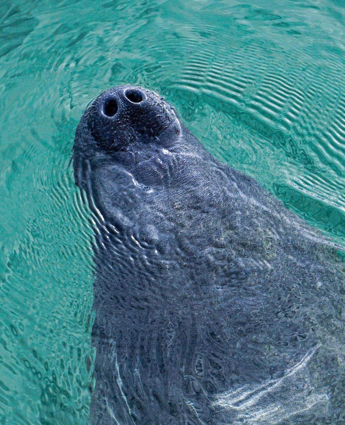 Este programa incluye un viaje en kayak para explorar los tranquilos canales de manglares a lo largo del paseo marítimo de Coral Gables, donde habitan aves zancudas y manatíes. 