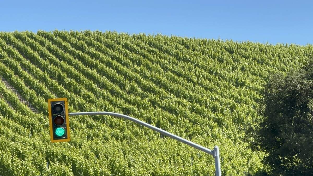 Viñedos interminables acompañan la carretera entre Sonoma y Napa bajo el sol californiano.