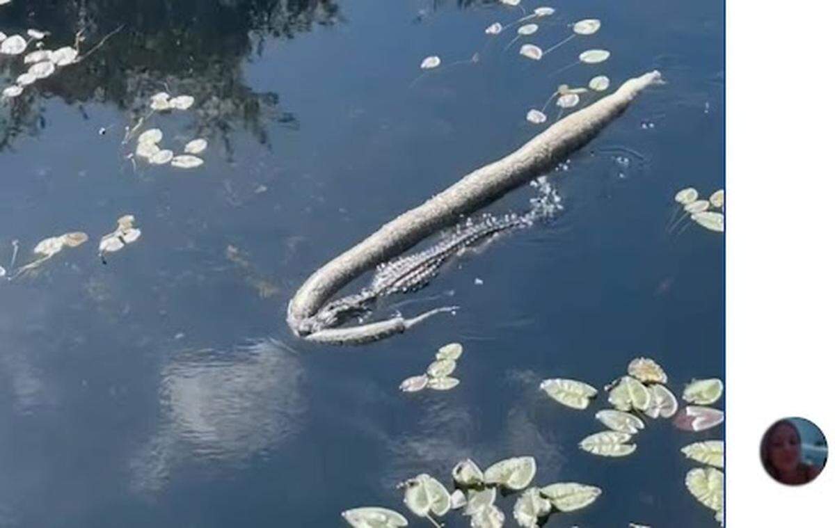 Un caimán festejó el Día de Acción de Gracias nadando con el cadáver de una enorme pitón en su boca en en el parque nacional Everglades de la Florida, el 28 de noviembre de 2024.