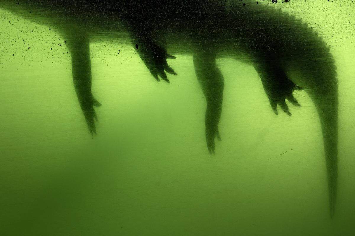 'Gator', 2017,  de&nbsp;Anastasia Samoylova en HistoryMiami Museum.