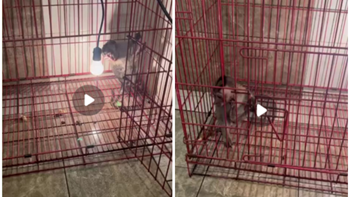 ‘Profundamente perturbador’: acusado distribuía videos de tortura a monos