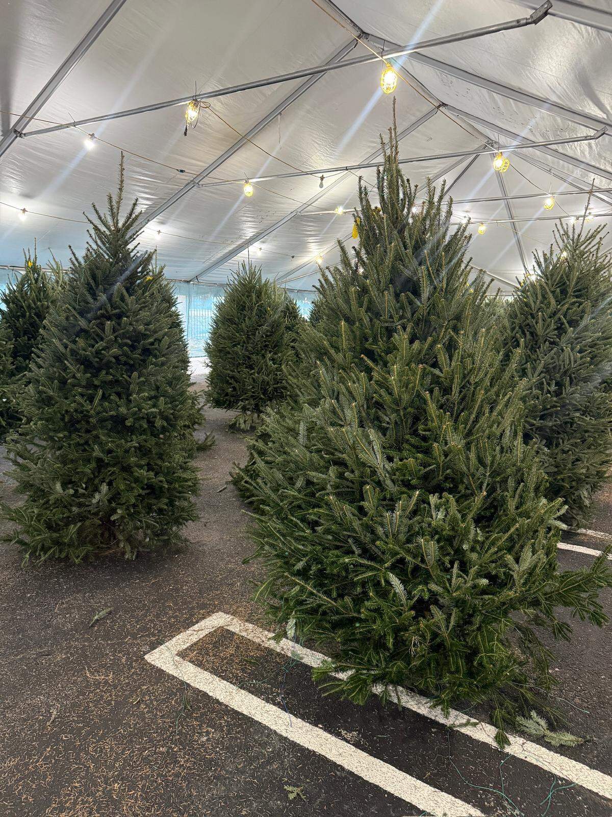 Boys & Girls Clubs of Miami-Dade vende desde hace 75 años árboles de Navidad, flor de Pascua y coronas para decoración navideña y con el producto de las ventas benefician programas de actividades extraescolares.