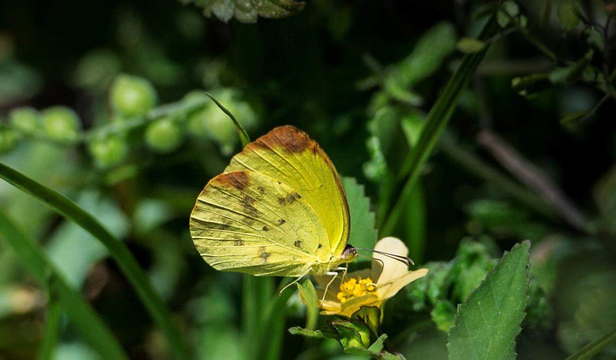 Paseo de las mariposas en Deering Estate.