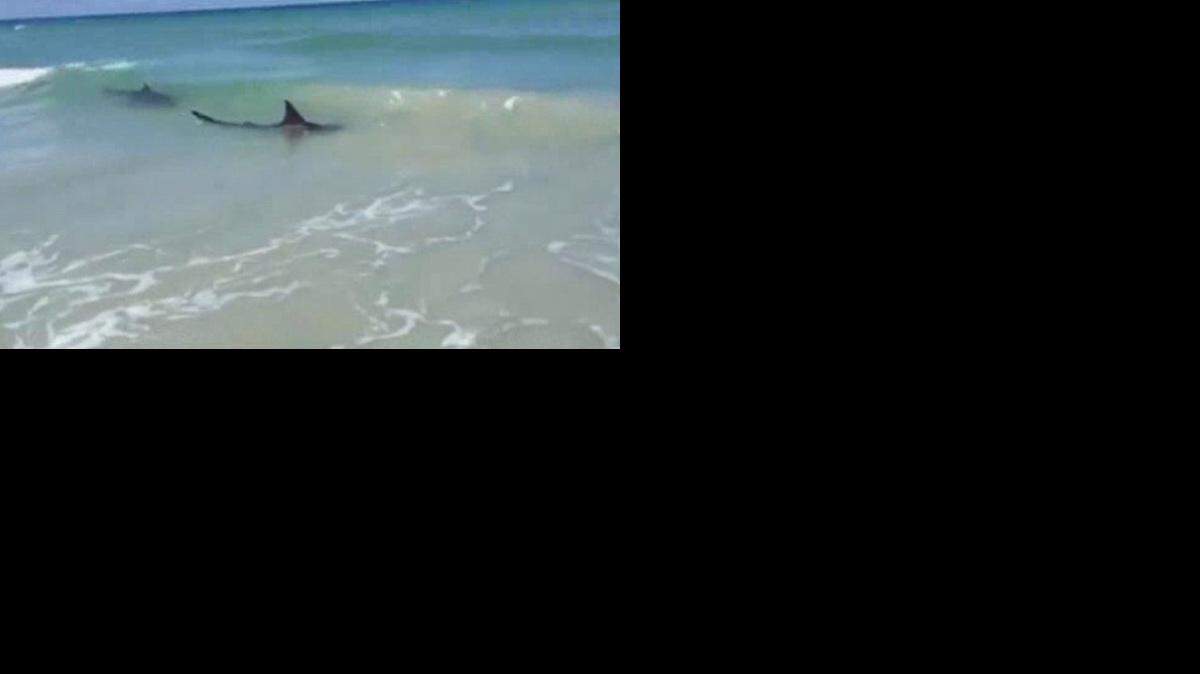 El año pasado hubo 72 ataques de tiburones en todo el mundo, tres de ellos fatales, según el Archivo Internacional de Ataques de Tiburón. 