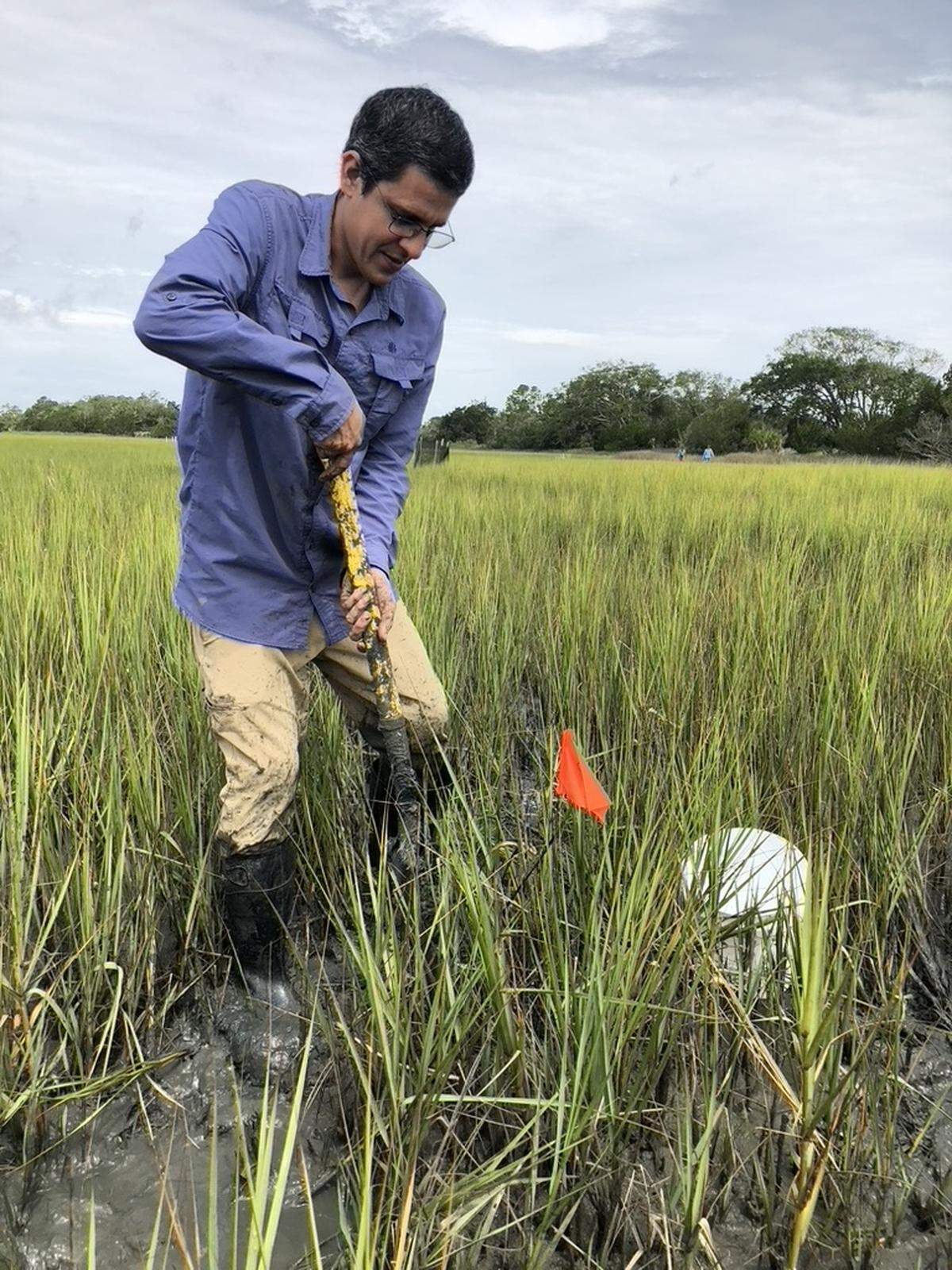 José Rolando muestreando plantas de Spartina alterniflora en la isla Sapelo, Georgia, durante su trabajo postdoctoral.