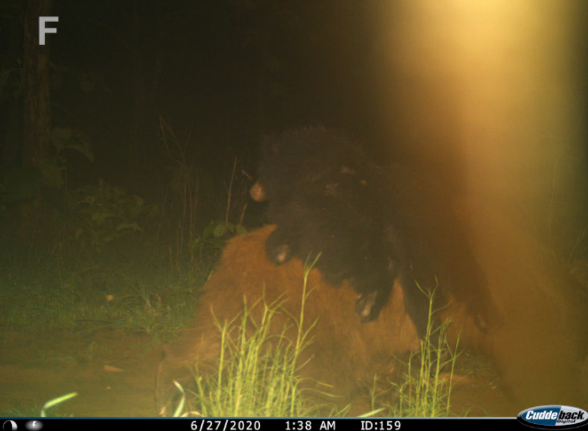 Un oso perezoso leucístico con dos cachorros de color normal en su espalda, fotografiado el 27 de junio de 2020. Foto de Chaudhuri, Duta y Ramesh (2024)