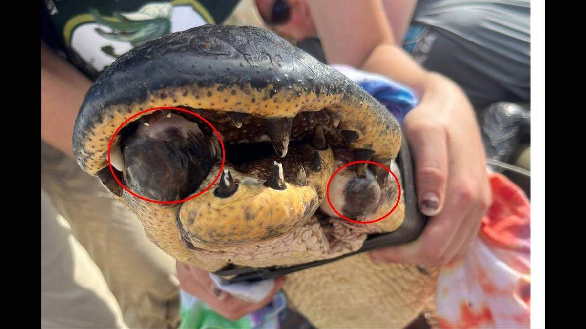 Las áreas rodeadas en rojo son donde la mandíbula se rompió y permanece unida mediante la piel debajo de su mandíbula y lengua, según informa el Laboratorio de Ecología Costera de la Universidad de Georgia. Foto del Laboratorio de Ecología Costera de la UGA.