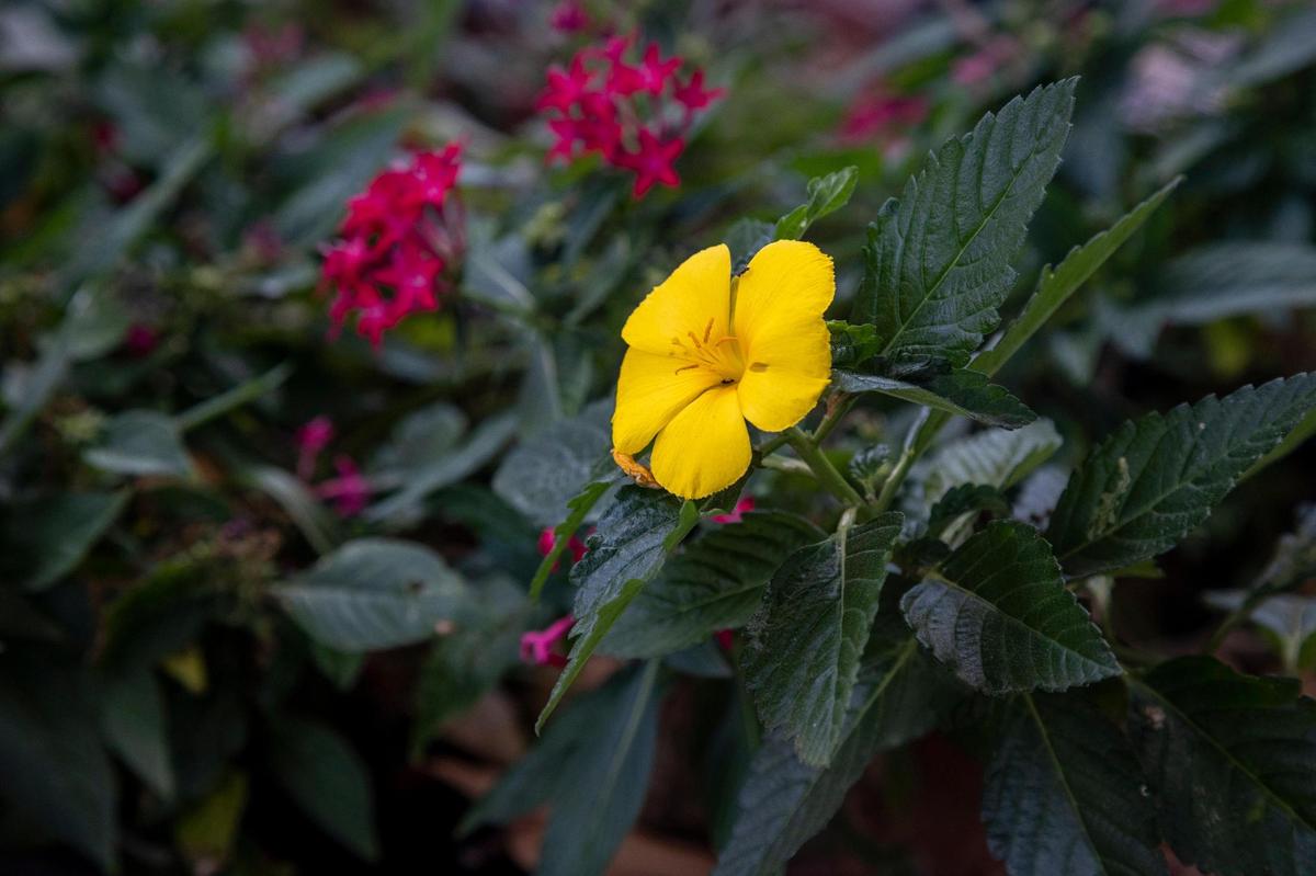Flores en el jardín del polinizador sembradas por estudiantes de la escuela secundaria Palm Spring, actividad ideada principalmente para la comunidad de estudiantes con trastornos del espectro autista en Hialeah