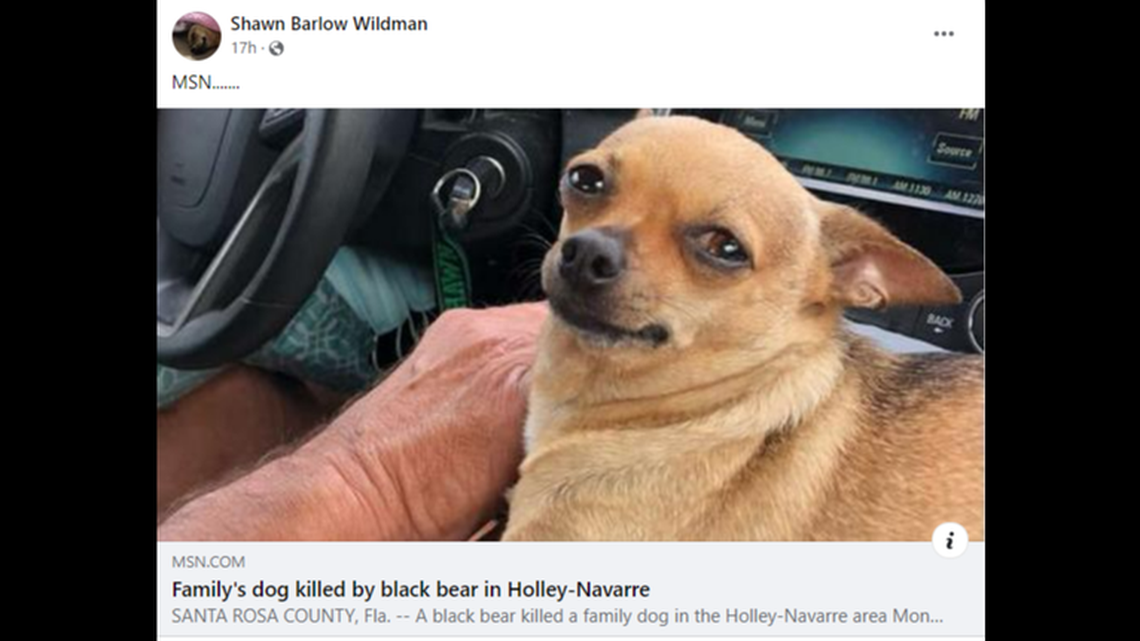 Una osa que protegía a sus cachorros atrapa a perro de una familia y se lo lleva corriendo