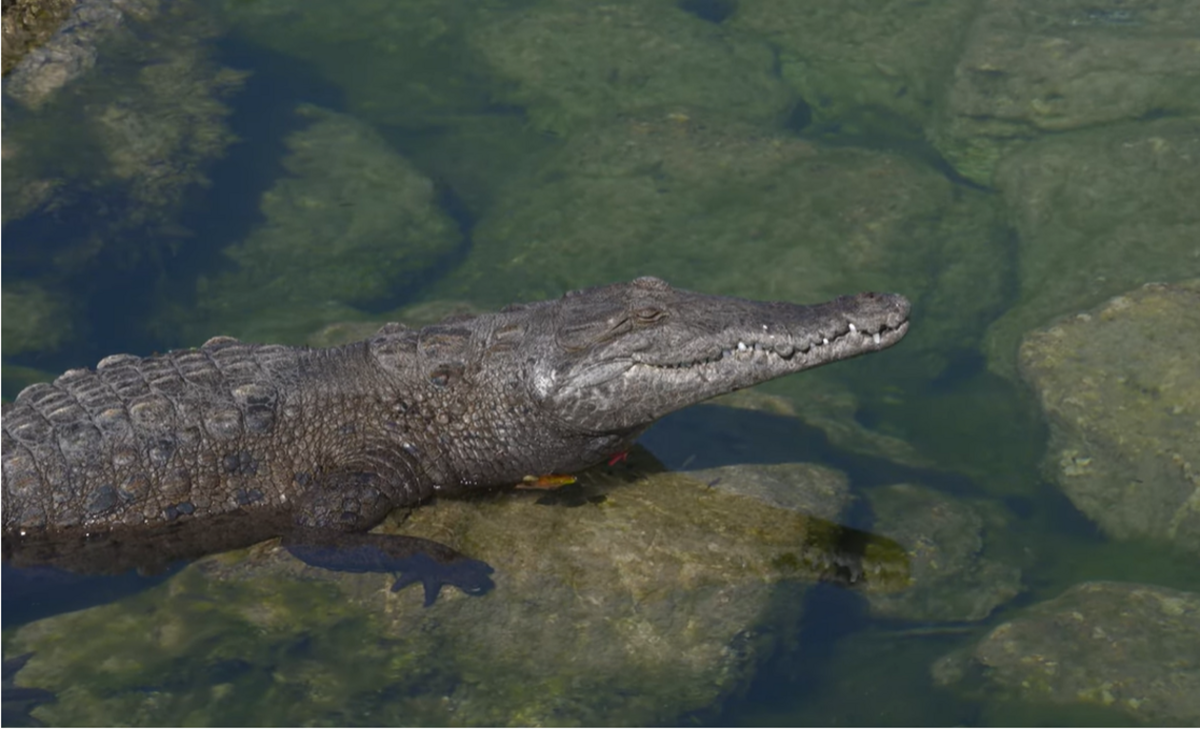 Trasladar cocodrilos es un desafío debido a su “notable capacidad para regresar a su sitio original de captura”, según un estudio publicado en The Journal of Wildlife Management. Captura de pantalla del video de la FWC