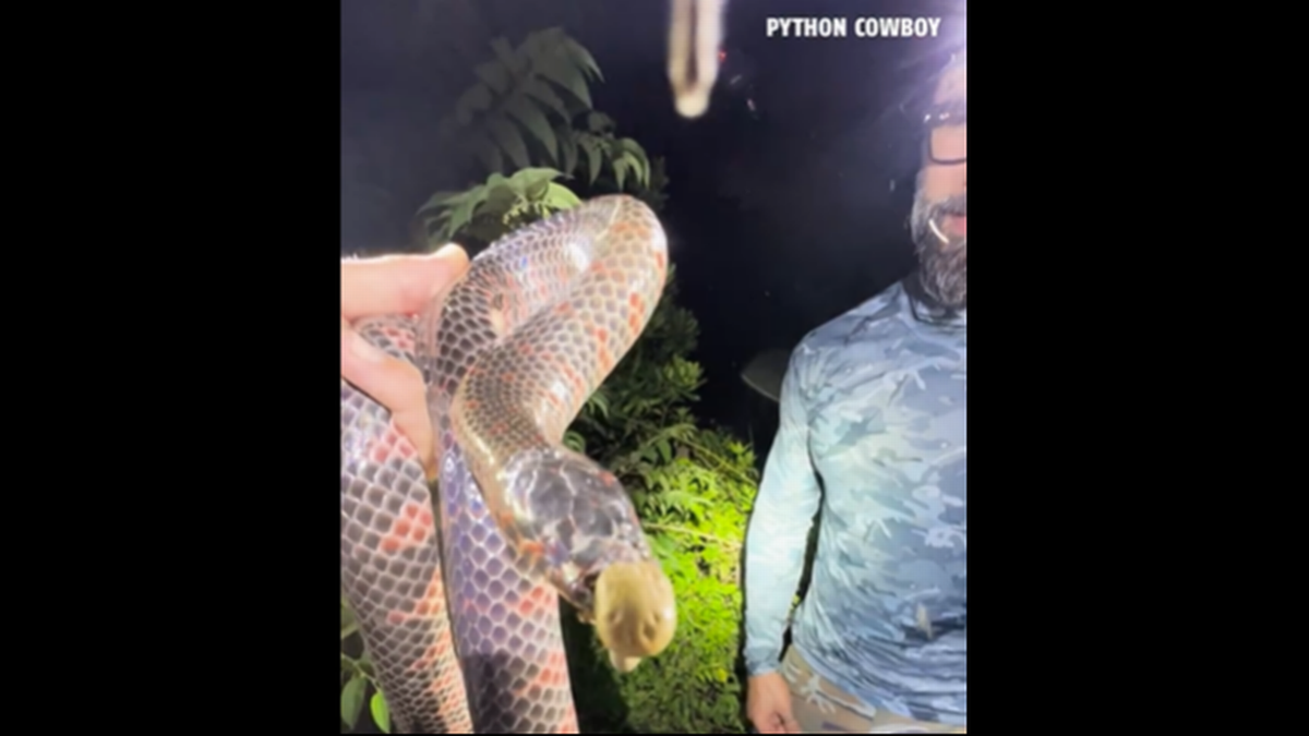 La serpiente tenía enormes garrapatas en el hocico, una de ellas colgándole.