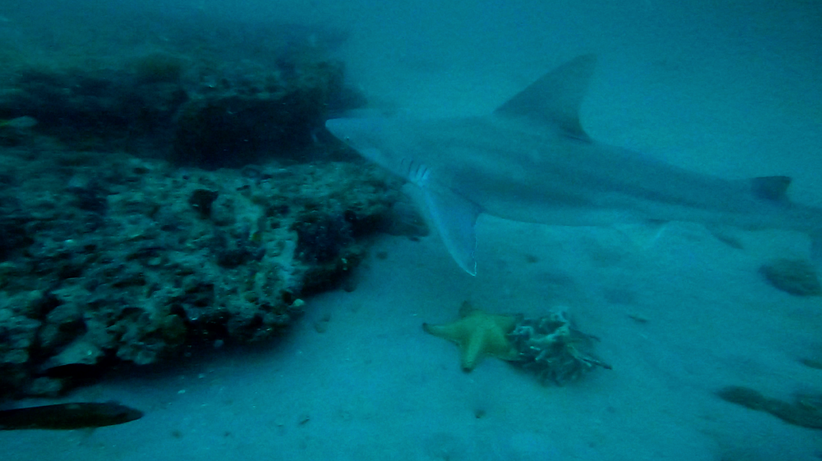 Científicos estudian la depredación de tiburones en el Golfo de México para determinar qué motiva los encuentros, si están aumentando y cómo los cambios ambientales y las prácticas pesqueras podrían influir.