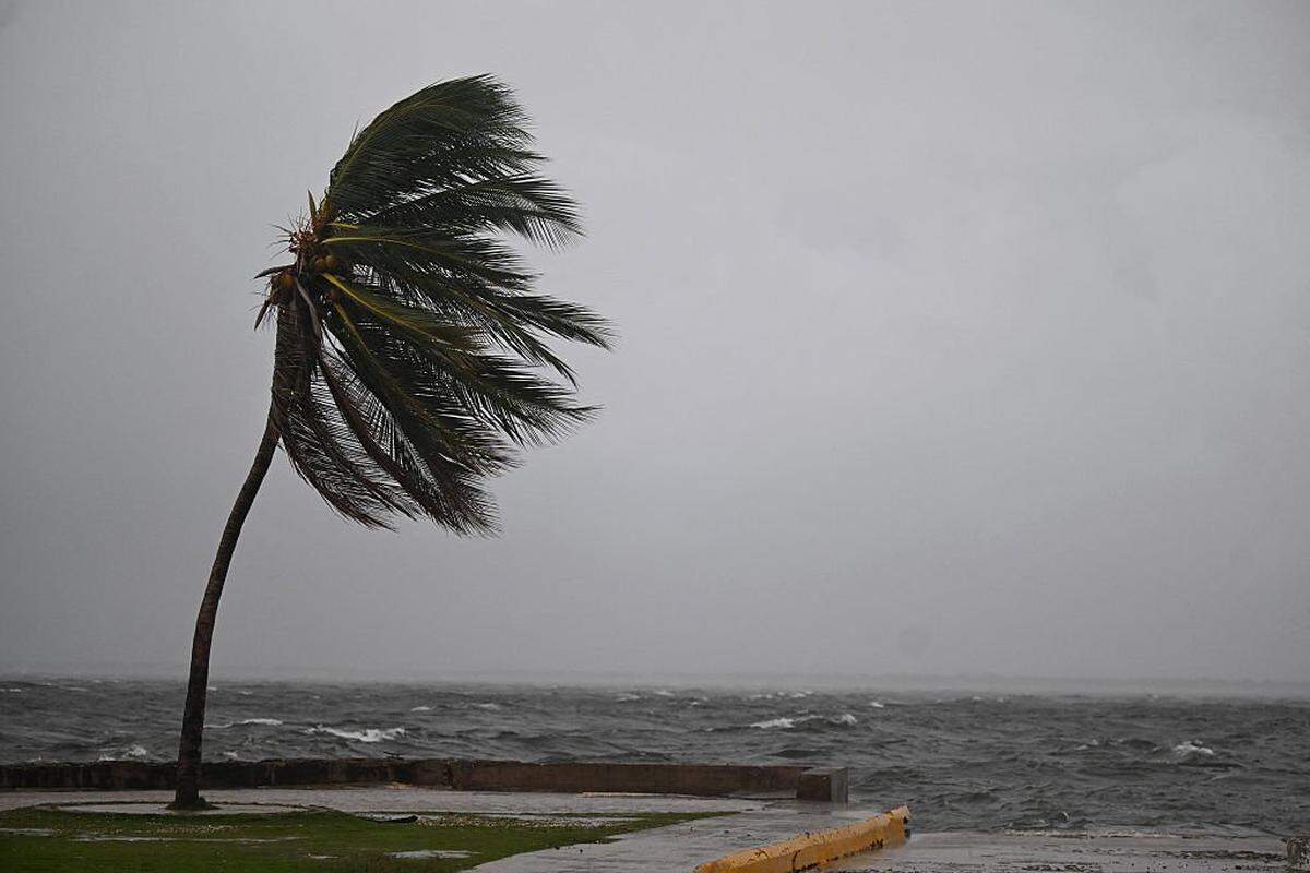 Un cocotero se mece con el viento en Kingston Waterfront en Ocean Boulevard en Kingston, Jamaica, mientras Jamaica comienza a sentir los efectos del huracán Melissa, el domingo 26 de octubre de 2025.