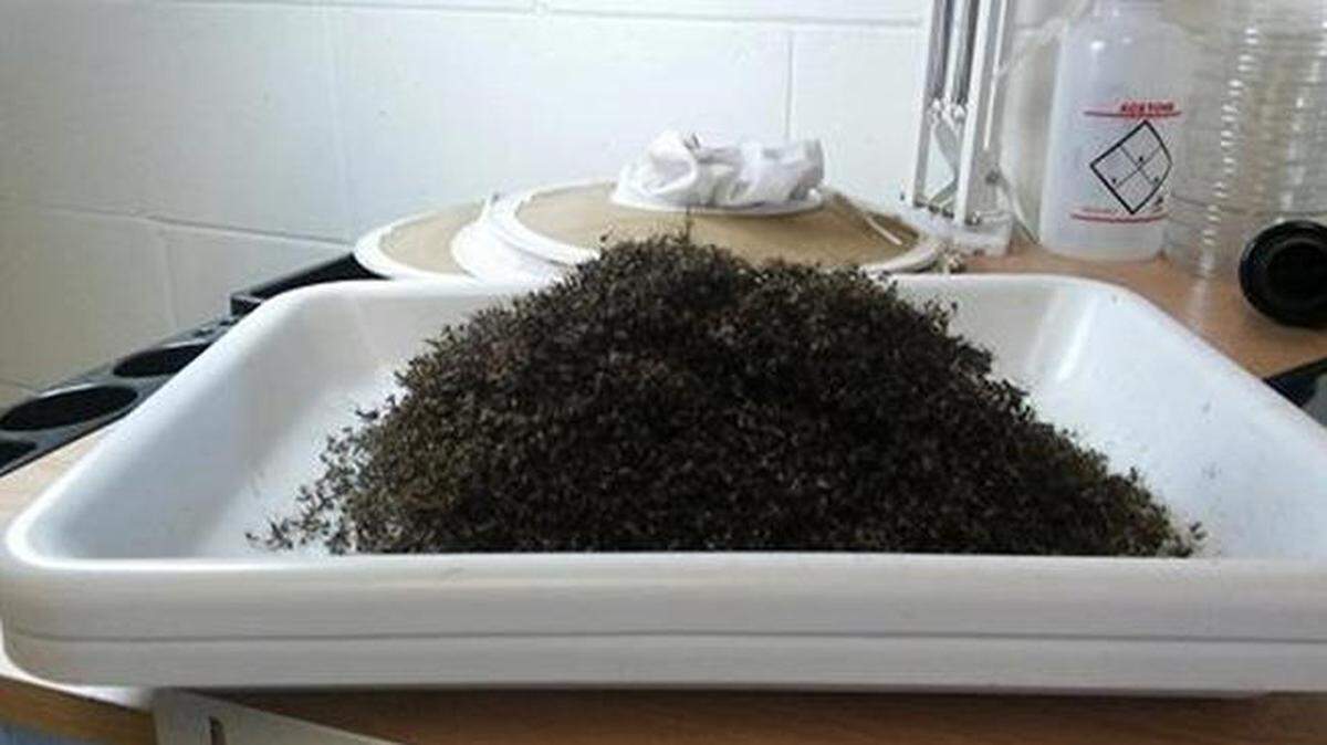 Cortesía del Departamento de Control de Mosquitos del Condado Hernando.